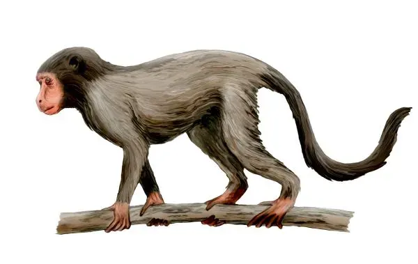 La carte Aegyptopithecus zeuxis