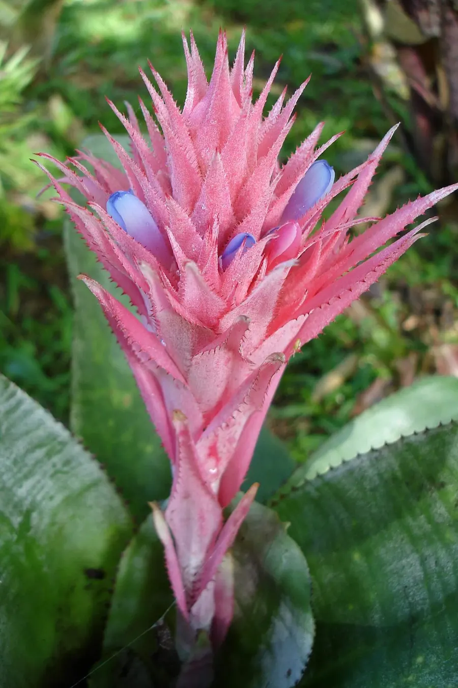 La carte Aechmea