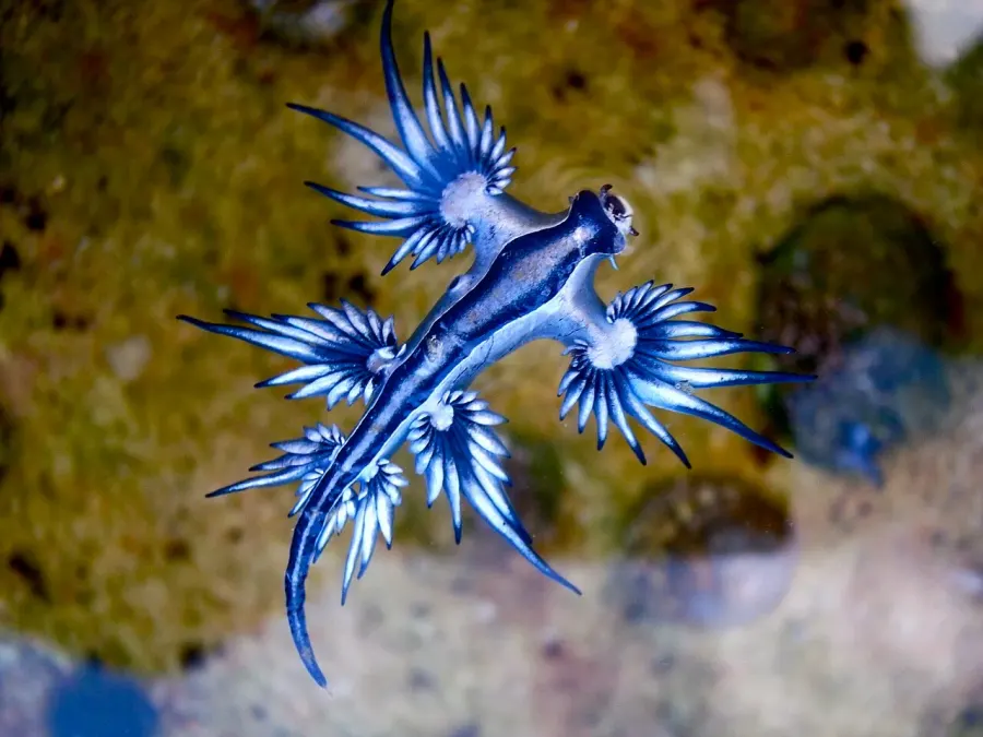 La carte Glaucus atlanticus