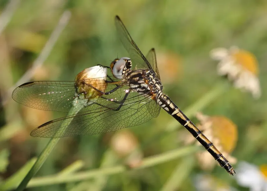 La carte Trithemis arteriosa