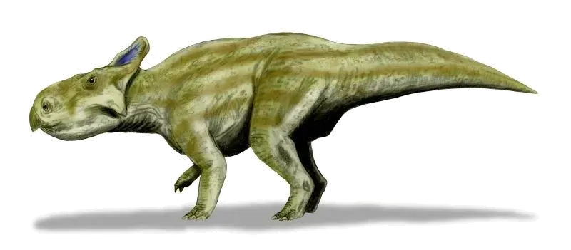 La carte Montanoceratops