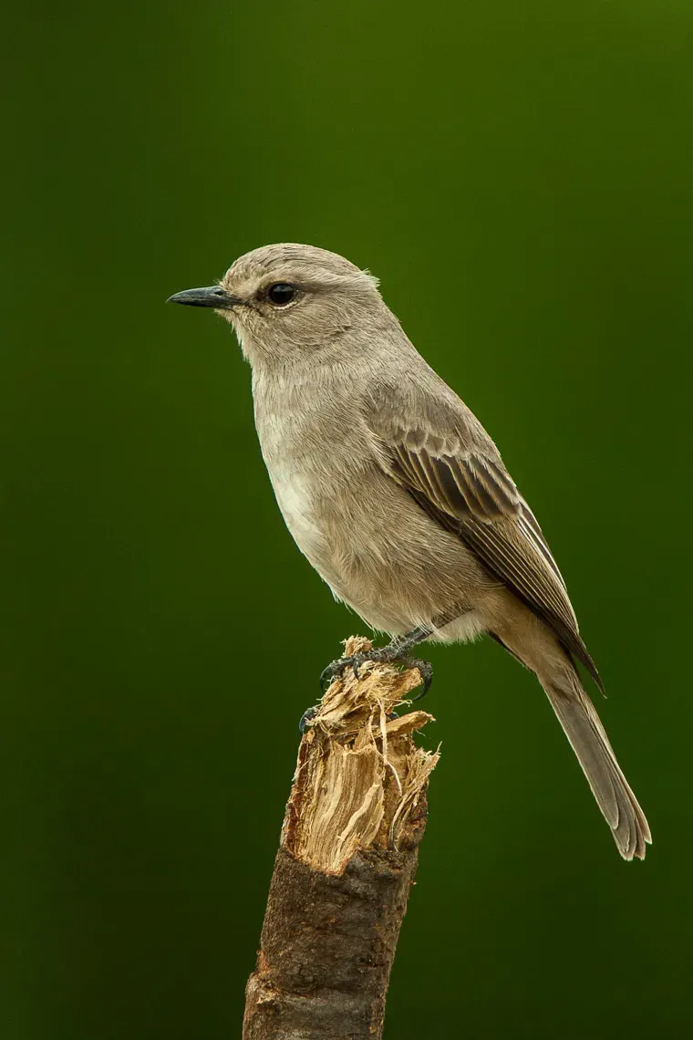 The Pale flycatcher card