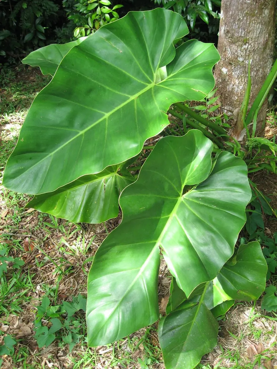 La carte Philodendron