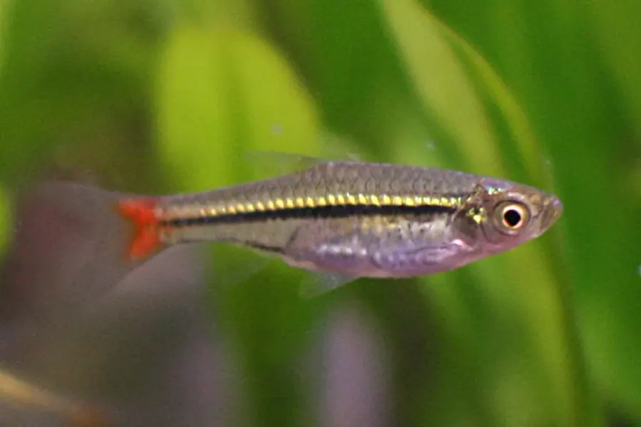 La carte Rasbora