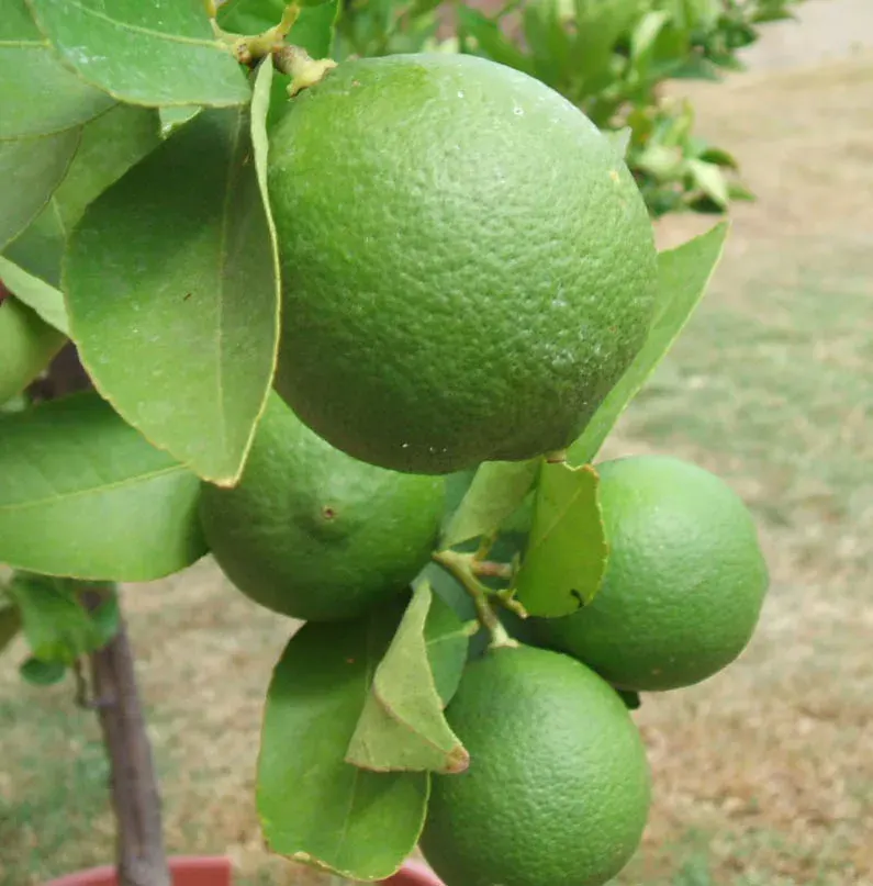 The Lime card