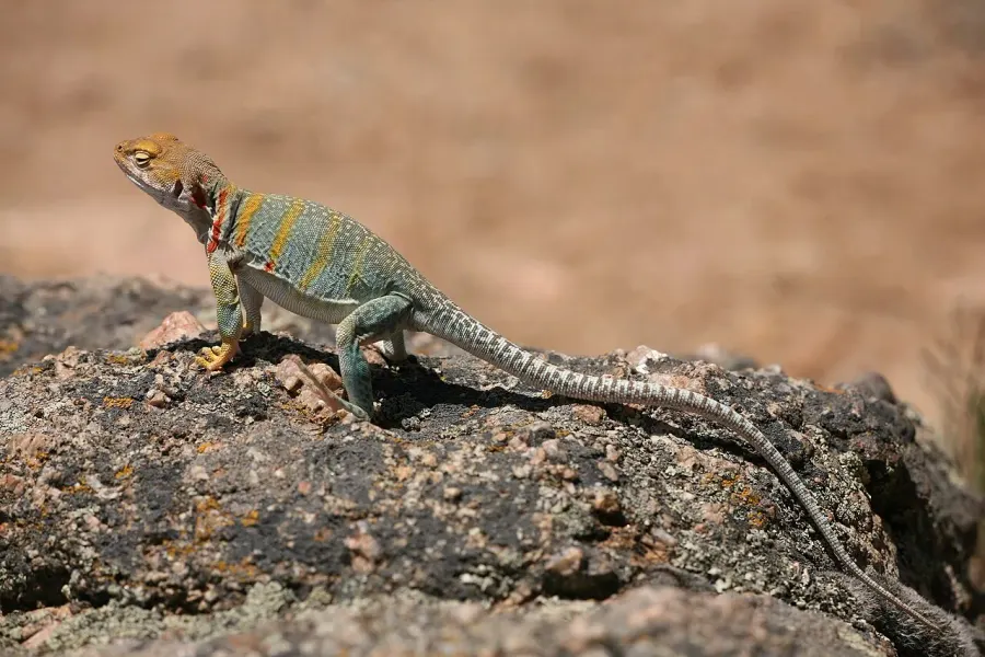 La carte Crotaphytidae