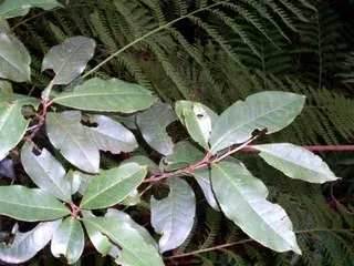 The Paracryphiaceae card