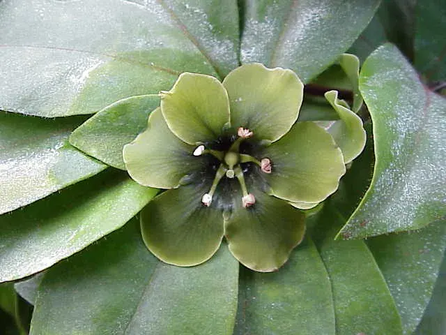 La carte Theophrastaceae