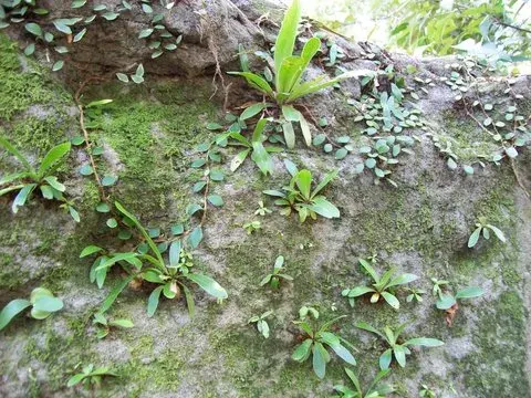 The Lithophyte card