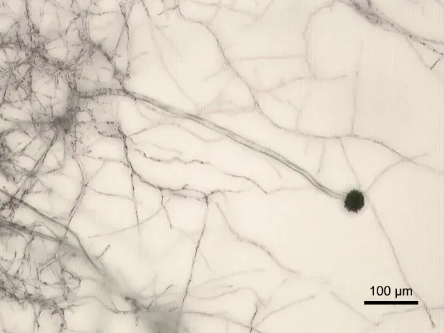 La carte Eurotiomycetes