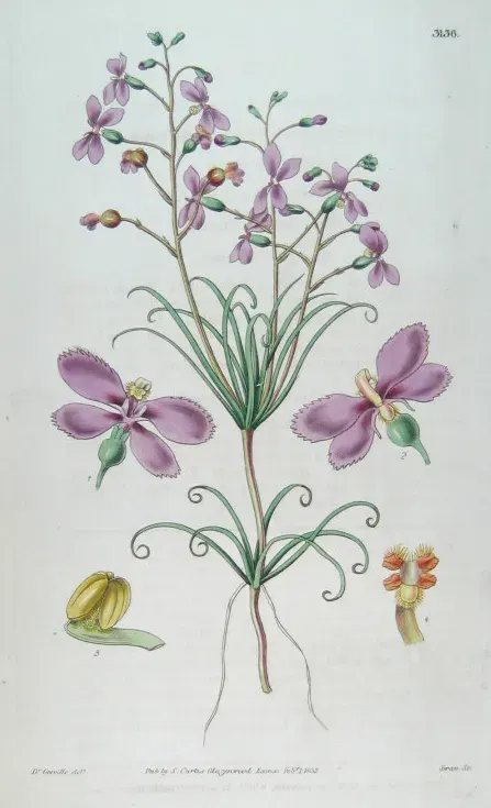La carte Stylidiaceae