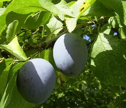 The Prune plum card