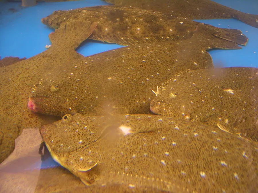 La carte Paralichthys olivaceus