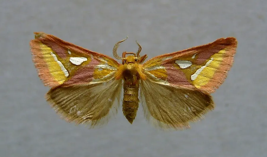The Cimeliidae card