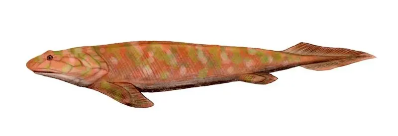La carte Panderichthys
