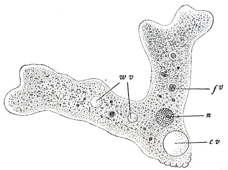 La carte Ectoplasme