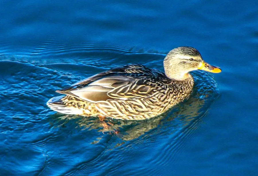 La carte Test du canard