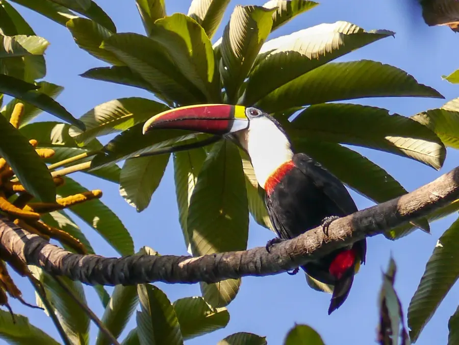 The Toucan card