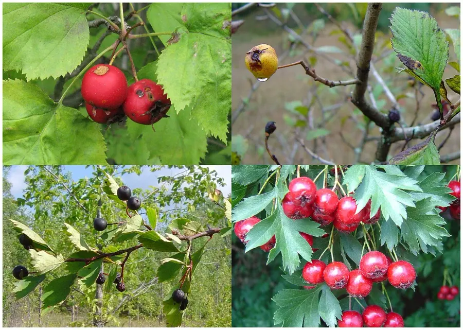 The Crataegus card