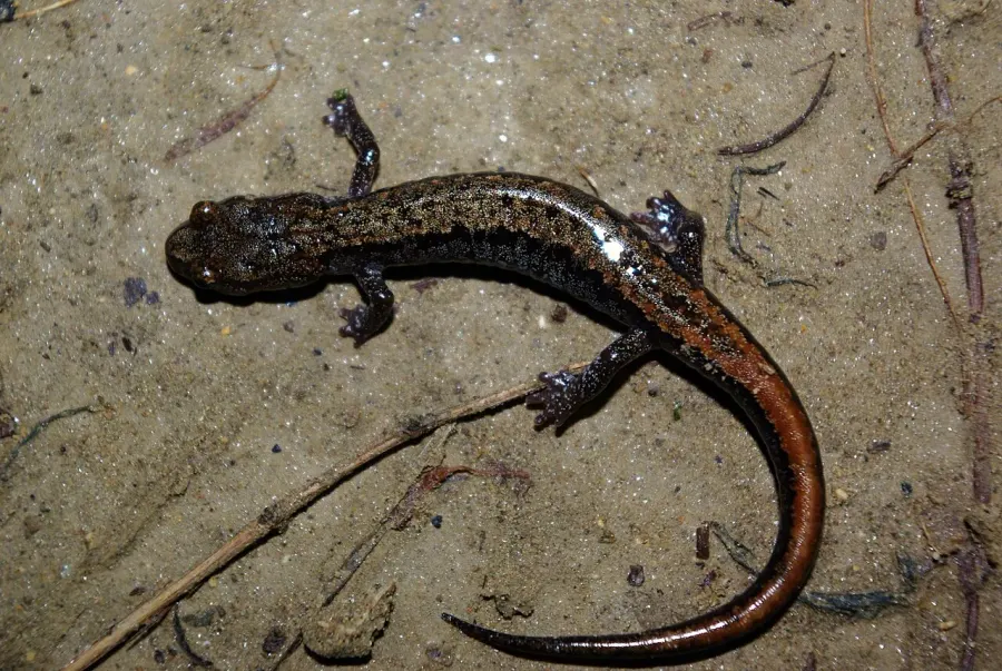 The Korean crevice salamander card