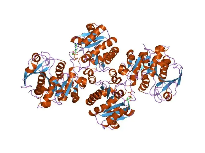The Glycogène-synthase card