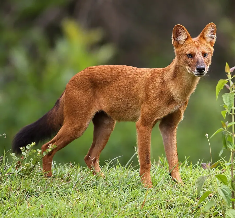 La carte Dhole
