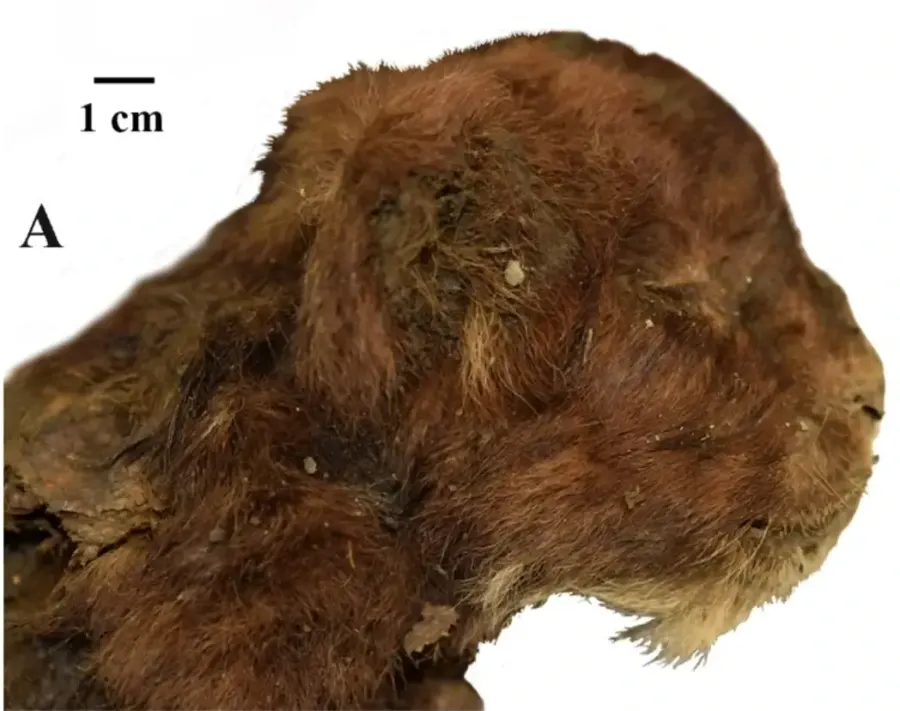 La carte Homotherium