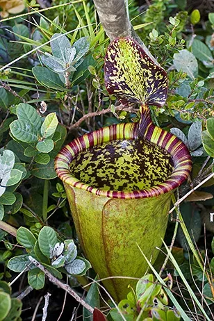 La carte Nepenthes attenboroughii