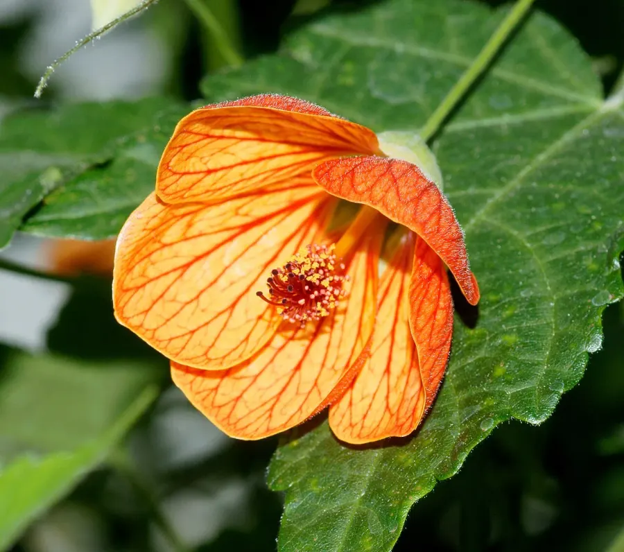 La carte Abutilon