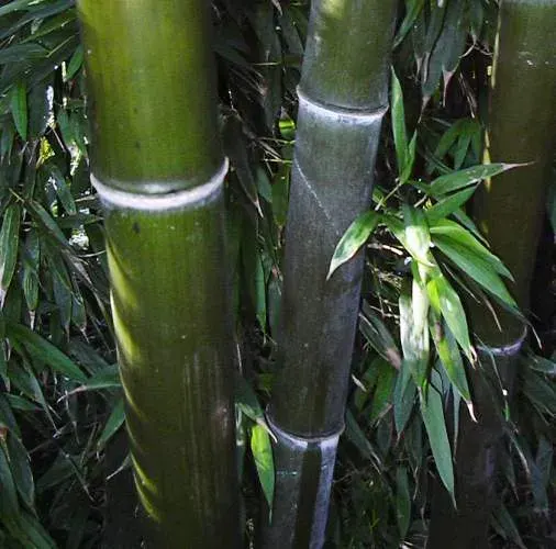 La carte Phyllostachys