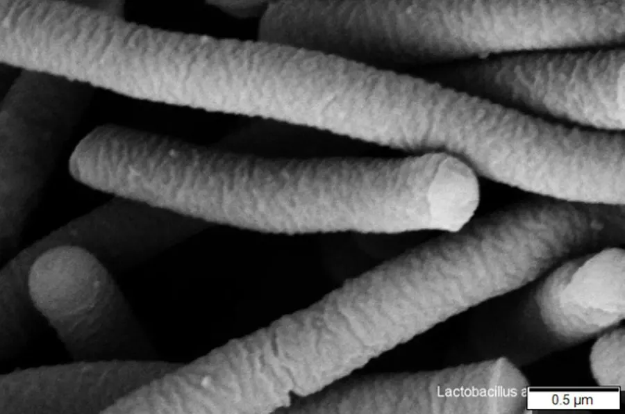 La carte Lactobacillus acidophilus