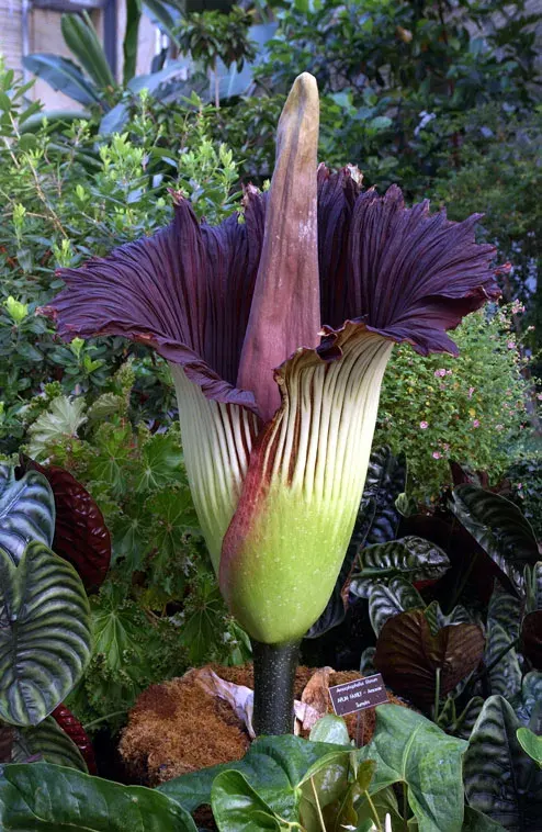 La carte Amorphophallus