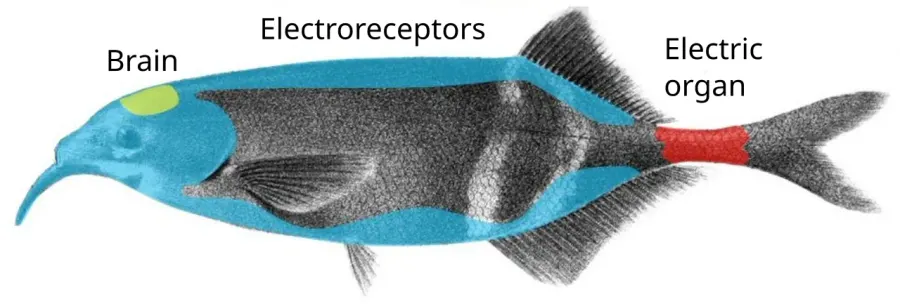 La carte Électroperception