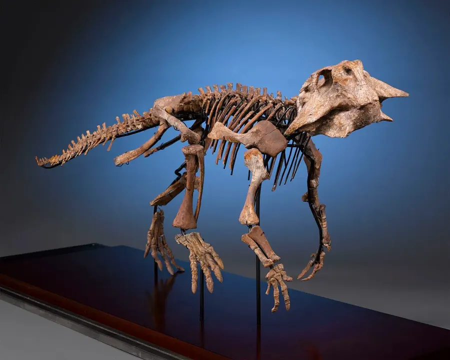 La carte Psittacosaurus