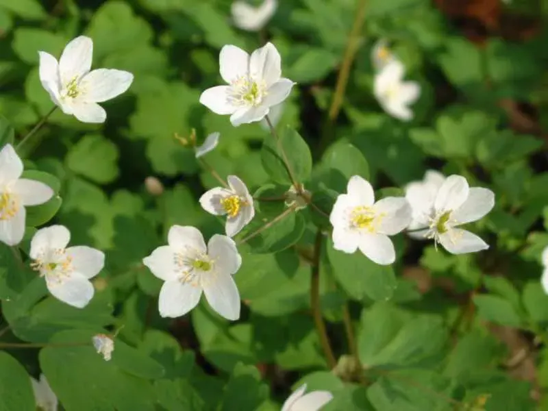 La carte Isopyrum thalictroides