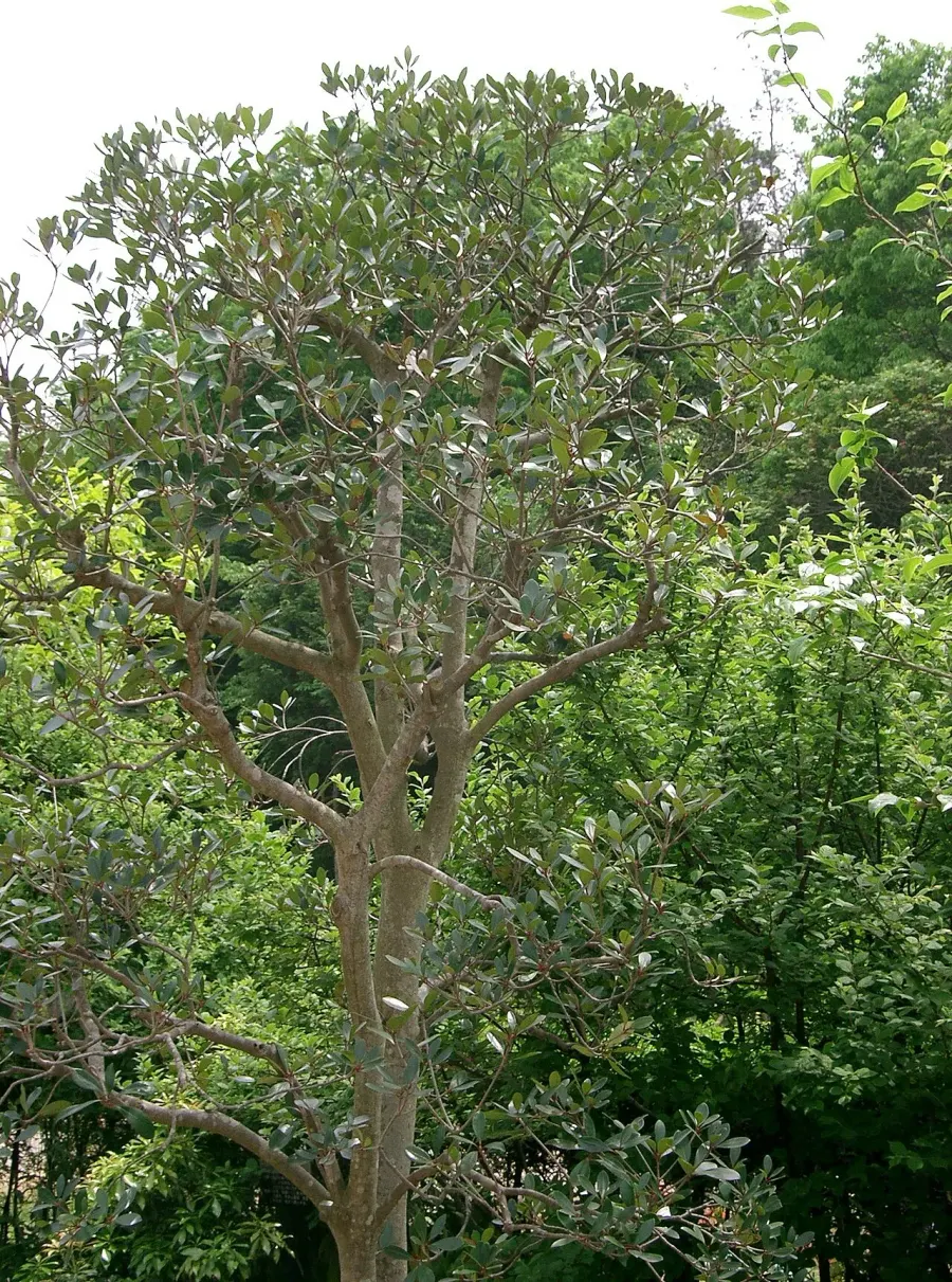 La carte Pentaphylacaceae