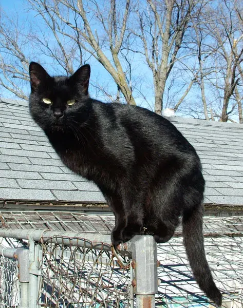 The Black cat card