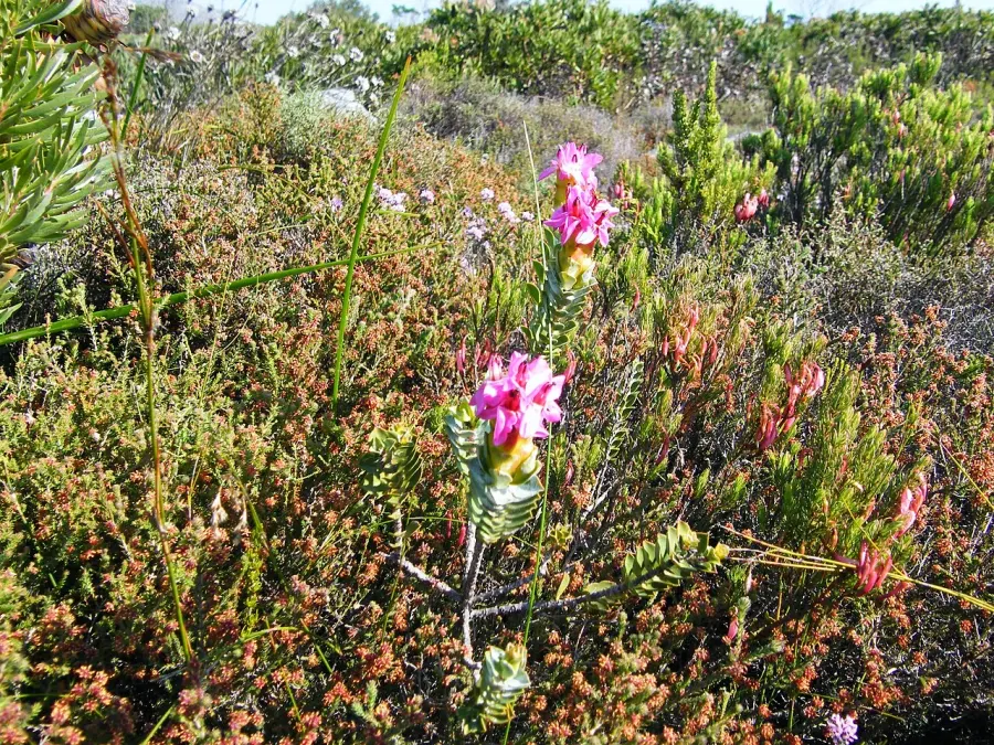 La carte Penaeaceae