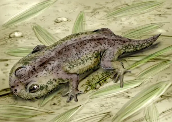 The Gerobatrachus card