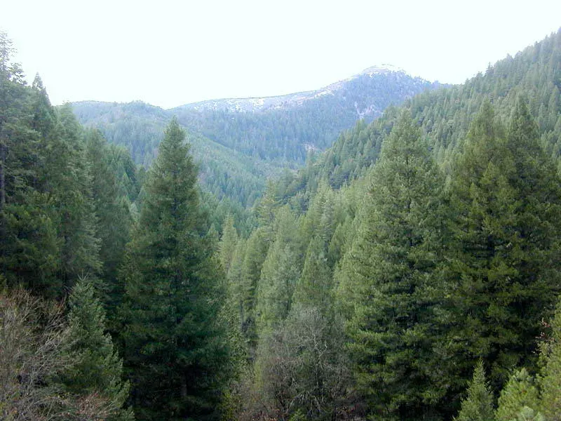 The Conifer card