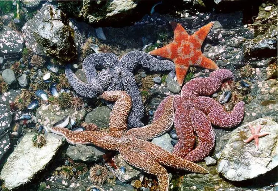 The Eleutherozoa card