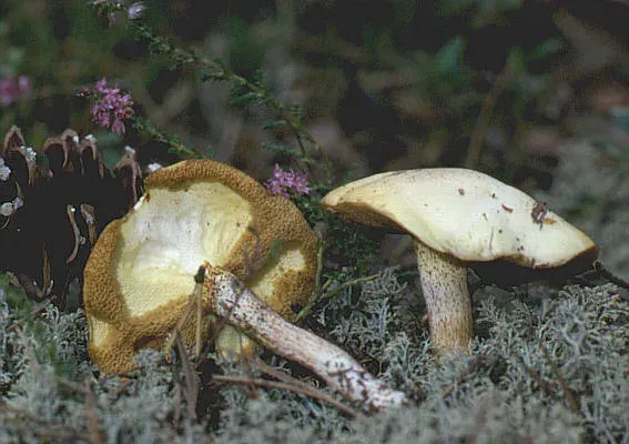 The Suillus placidus card