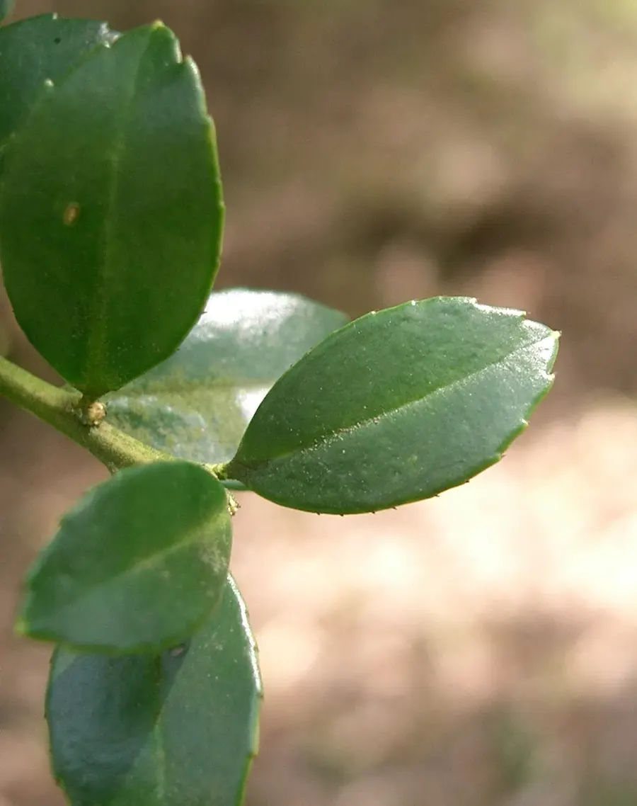 The Ilex crenata card