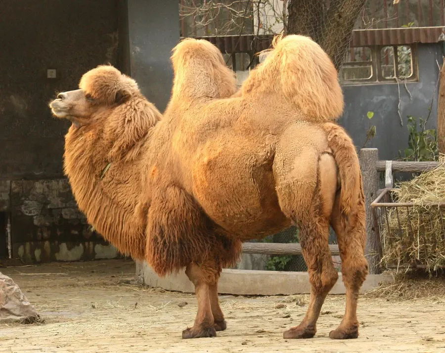The Bactrian camel card