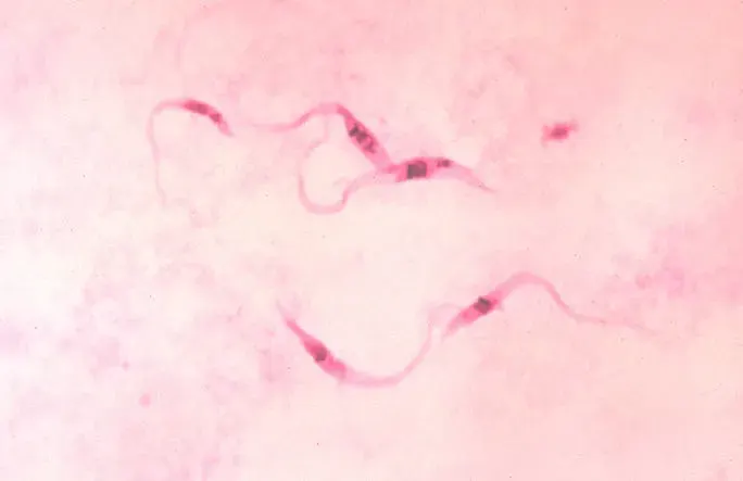 The Trypanosomatidae card