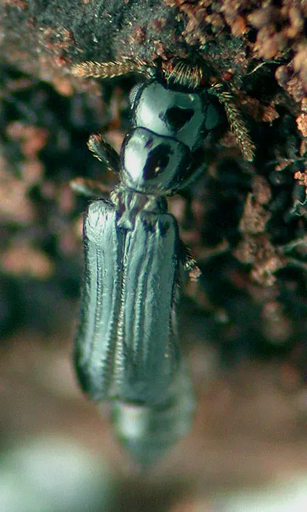 The Telephone-pole beetle card