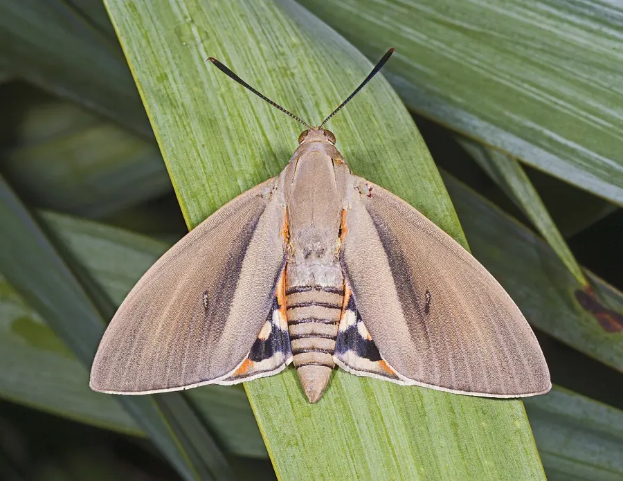La carte Castniidae