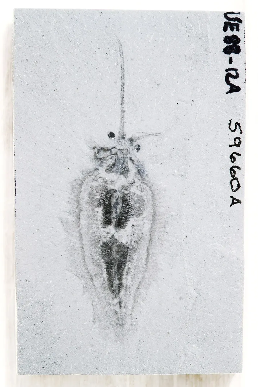 La carte Nectocaris
