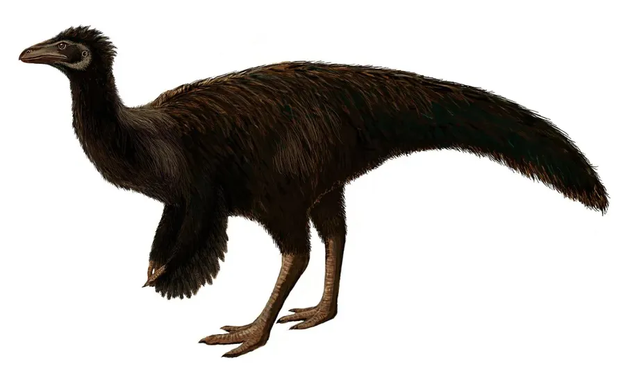 La carte Sinornithomimus