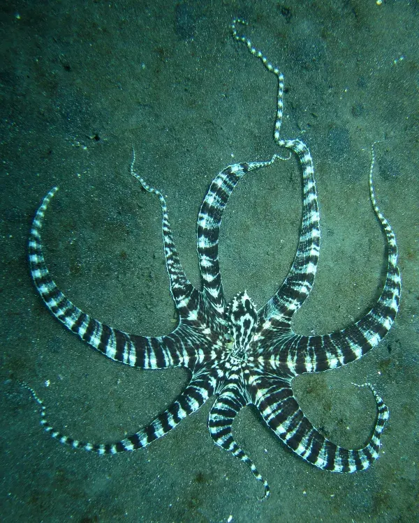 The Mimic octopus card